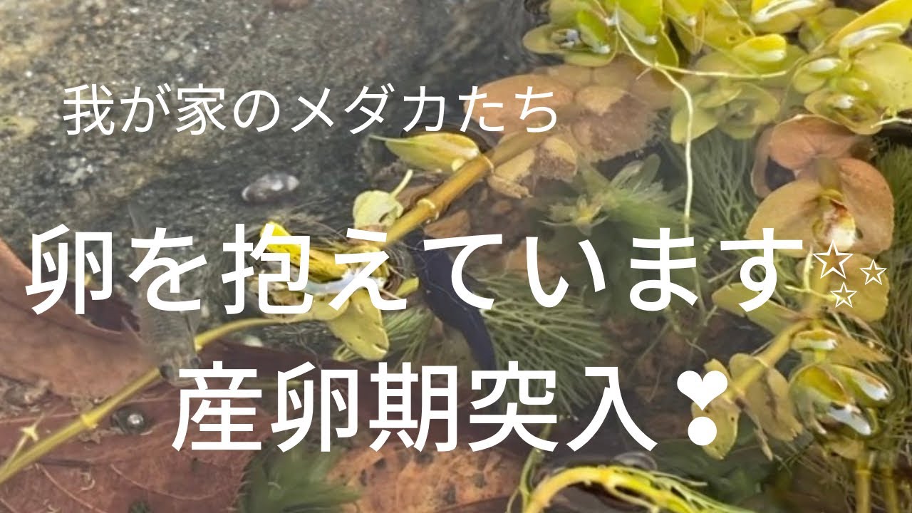 メダカが卵を抱えています メダカ 産卵期 メダカ卵 ゼオライト玉 水キレイにする ビオトープ Youtube