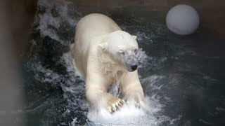 Счастливый медведь Кай плещется в ледяной воде под водопадом.