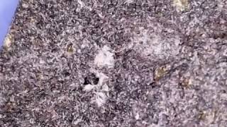 Basalt up close, microscope