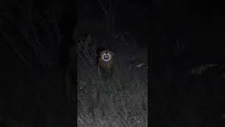 Male Lion Displays Flehmen Grimace after Sniffing Lioness’s Urine