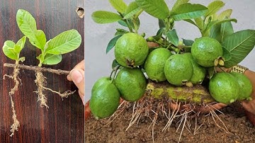 Unique Skill Propagation Guava Tree Growing Fast Use Onion and Aloe Vera