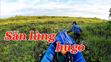 Câu cá lóc rừng U Minh Thượng - săn cá rô biển (tập 112)