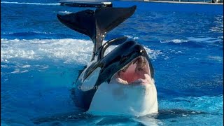 Orca Interim Presentation - Jan. 20, 2024 - SeaWorld Orlando by Tilikum16 1,355 views 3 months ago 12 minutes, 41 seconds