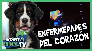 ❤️ 🐶 ¡CACHORRO BOYERO DE BERNA CON DOS GRAVES PROBLEMAS DE CORAZÓN! | Hospital Animal TV