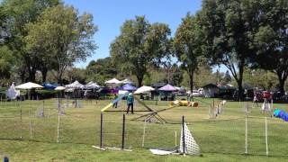 Cobalt Masters Challenge Standard