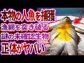 水中から発見された本当の人魚…世界各地で目撃された怪物の衝撃映像8選【ゆっくり解説】
