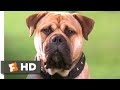 See spot run 2001  the fbis top dog scene 38  movieclips