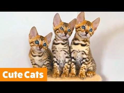 Cutest Silly Cats | Funny Pet Videos