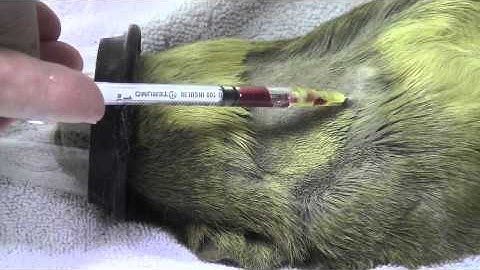 Guinea Pig Blood Sample