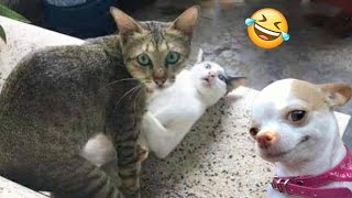 🤣🤣The funniest cats and dogs of 2024, and they’re so cute🐱🐶 by Crazy Cat Official  863 views 7 days ago 30 minutes