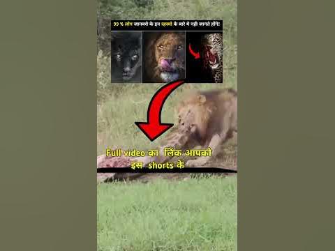 African Lion vs Nile Crocodile | Land king 👑 vs Water King 👑#shorts #