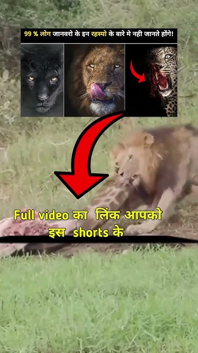 African Lion vs Nile Crocodile | Land king 👑 vs Water King 👑#shorts #