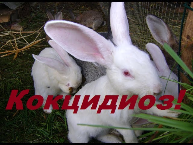 Лечу кокцидиоз и прочее кроличье.../Жить в деревне