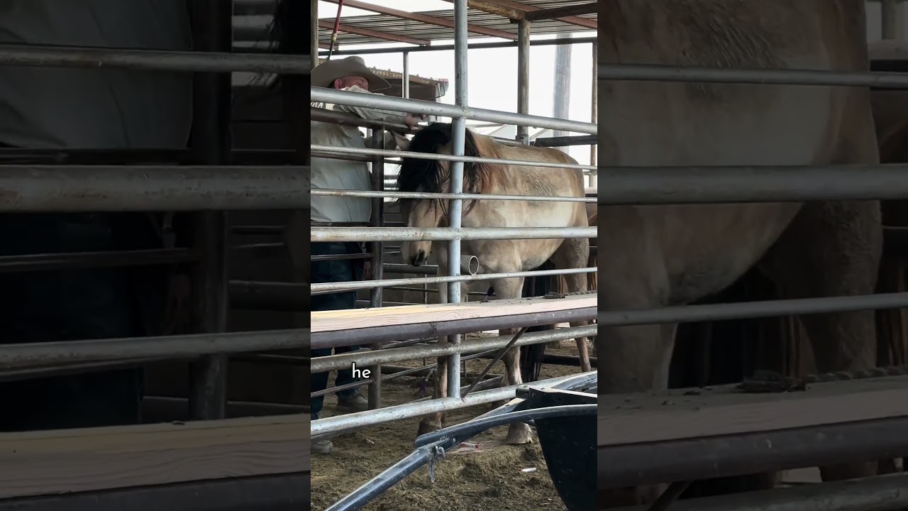 Вы не поверите своим глазам, когда увидите этого дикого мустанга… 🚨10 часов на его спасение!🚨