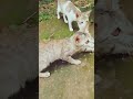 Bussy kitten likes to play with stick #funnycatwalk #kitten