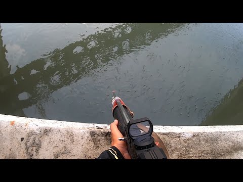 Mimpi apa saya semalem Pagi Pagi Ketemu Jutaan ikan Bandeng Mabok