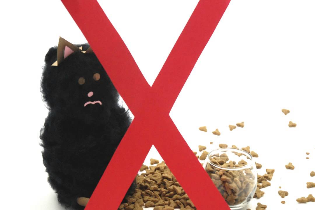 How To Make Your Cat Happy YouTube how-to-make-your-cat-happy-youtube