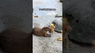 Dengan Kita Tak Mesra Mcm Ni Punntt Leymo1112cat meow hahaha funny oyen