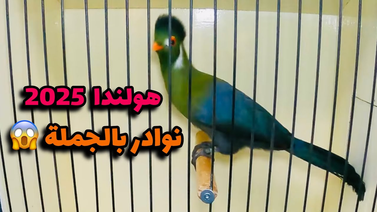 معرض الطيور في هولندا  🦜 نوادر بالجملة 😱