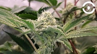 In-House Genetics Platinum OG-D Weeks 4-7 of Flower  - The Spider Grow: S7 EP4 | SE7000