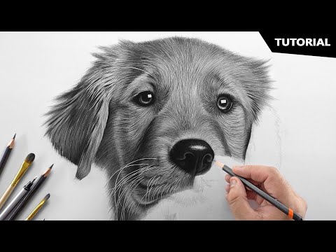 Как нарисовать реалистичную собаку | Учебник для НАЧИНАЮЩИХ