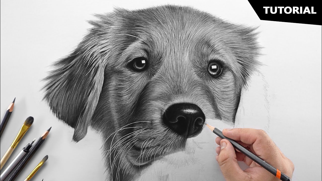 How to Draw a Realistic Dog | Tutorial for BEGINNERS - YouTube