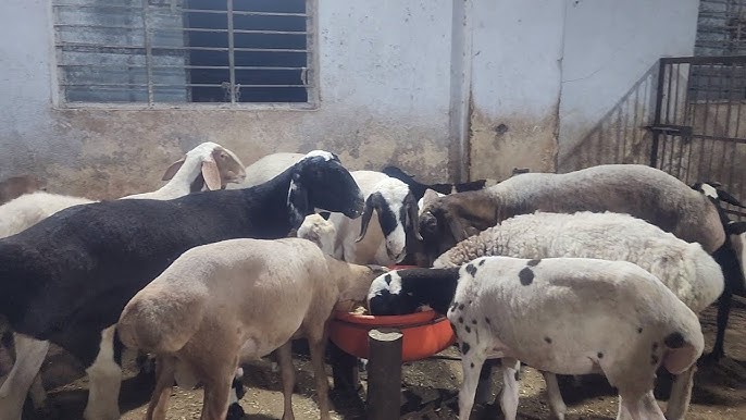 Olga porno video Katta kokrak 60 80