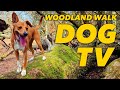 No ads dog tv for dogs to watch  virtual dog walk with nature sounds s for dogs