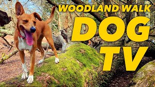 [NO ADS] Dog TV for Dogs to Watch  Virtual Dog Walk with Nature Sounds  Videos for Dogs