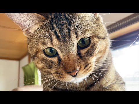 子猫のみーちゃんは大きくなっても遊びたがり。