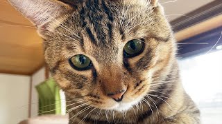 子猫のみーちゃんは大きくなっても遊びたがり。