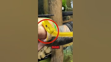 If a Snake Bites You, DO THIS 😨