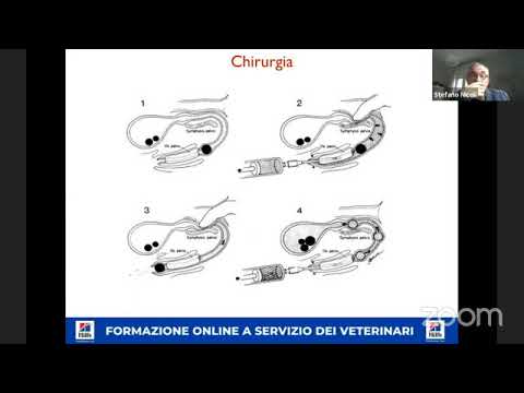 Video: Infiammazione Della Cavità Addominale Del Cane - Cavità Peritoneale Del Cane