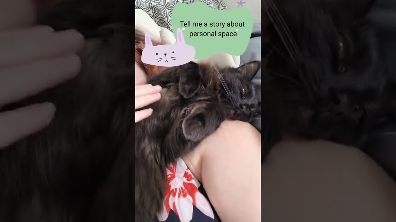 How do you tell if your cat is too attached? covid positive isolation