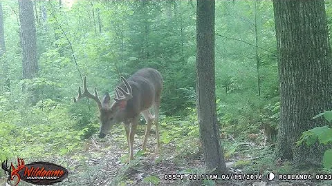 "The Quest for 200- 2019 deer season highlights" (NH deer hunting)