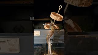How does a snake eat?