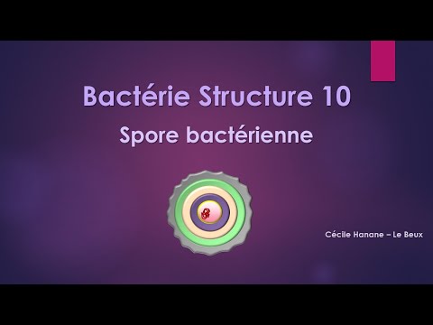 Bactérie Structure 10 SPORE BACTERIENNE
