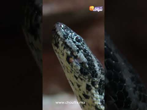 في غياب أي تدخل أو استنفار لمواجهة الظاهرة أفاع قاتلة تهدد مداشر الشمال