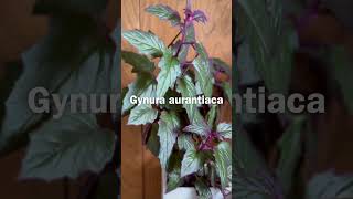 PURPLE PASSION: Pretty and peculiar (Gynura aurantiaca)