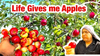 Apple Picking in the USA | Sweet Red Apples in America | My Apple Farm 🇺🇸