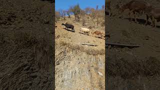 Haripur village life  #explorepakistan #traveltaleofatifhussain #kpktourism