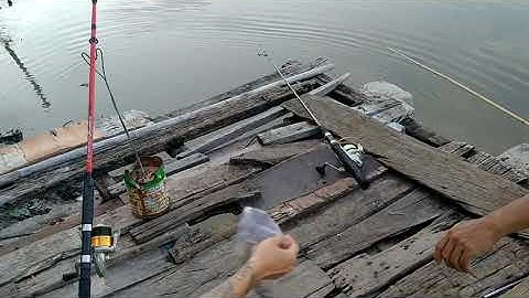 câu cá trê thiên nhiên sông cần giuộc ,dính luôn cá lóc và cá rô đã thiệt / nhàn TV