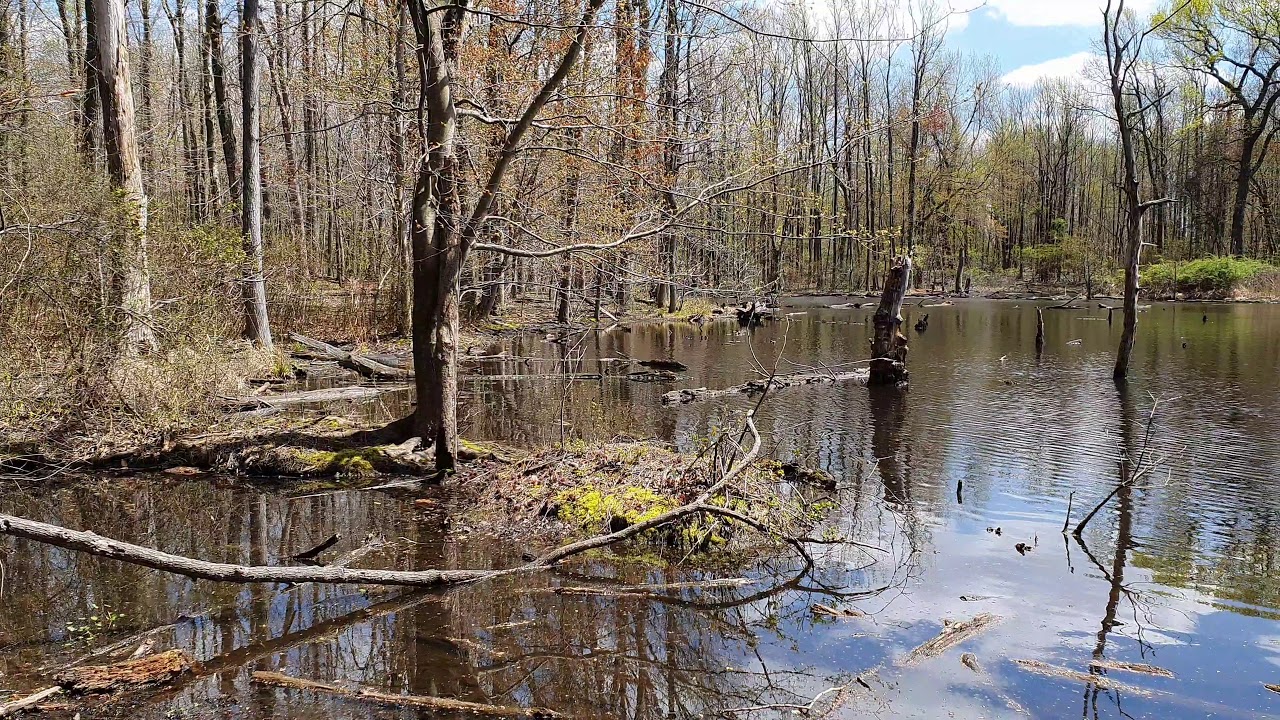 Staten Island NYC forgotten boro, Mount Loretto State Forest.