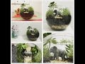 Terrarium   The African Elephant