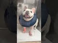 ぽーちゃん強い子負けない子!!【フレンチブルドッグ frenchbulldog】#肥満細胞腫 #手術