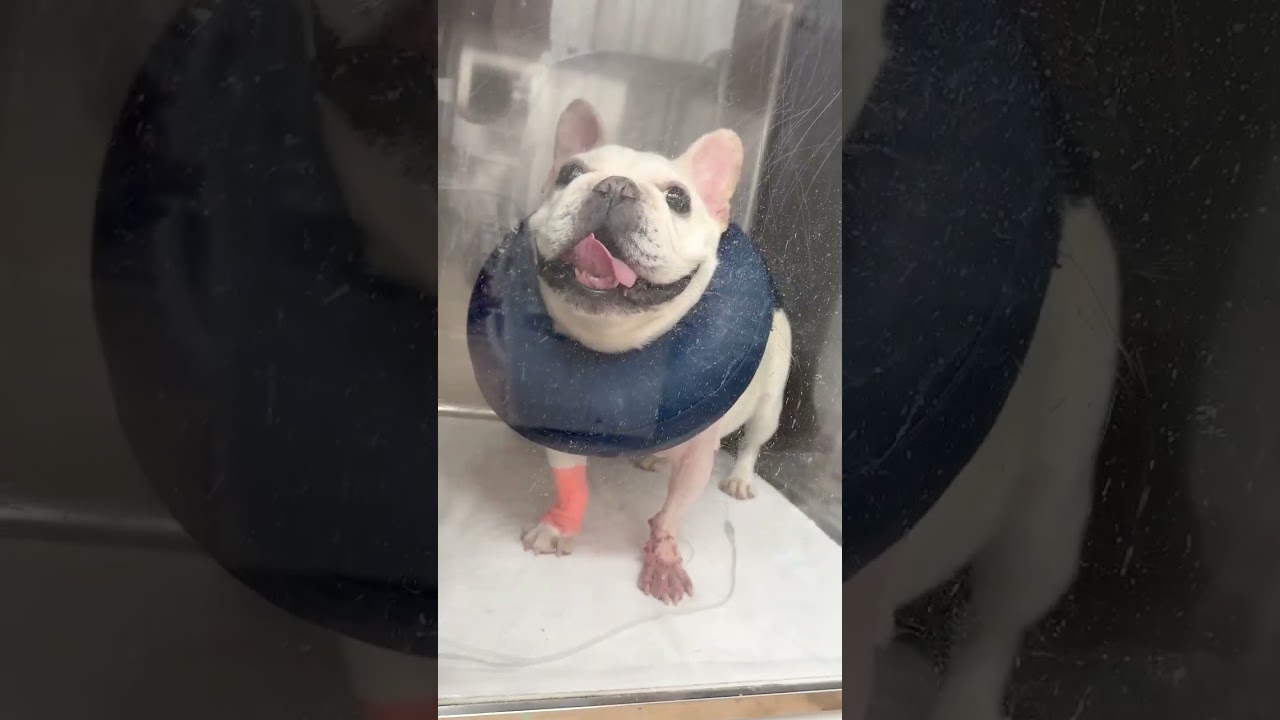 ぽーちゃん強い子負けない子!!【フレンチブルドッグ frenchbulldog】#肥満細胞腫 #手術