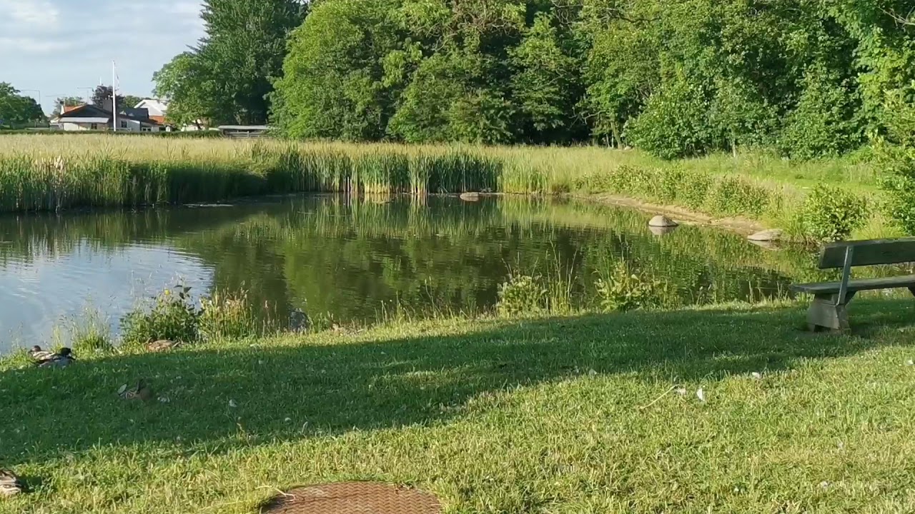 The national bird in Denmark 🇩🇰mute swan