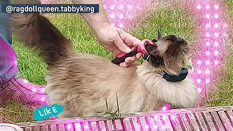Watch the video about Our Seal Point Ragdoll loves Grooming in the Garden 🏡😺❣️