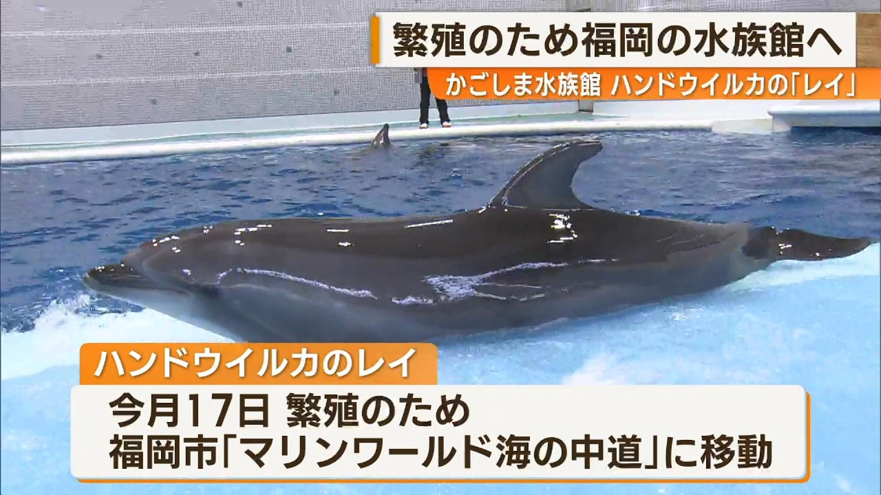 【ハンドウイルカのレイ】繁殖のため福岡の水族館へ News＋おやっと！特集(3月5日(木)放送)