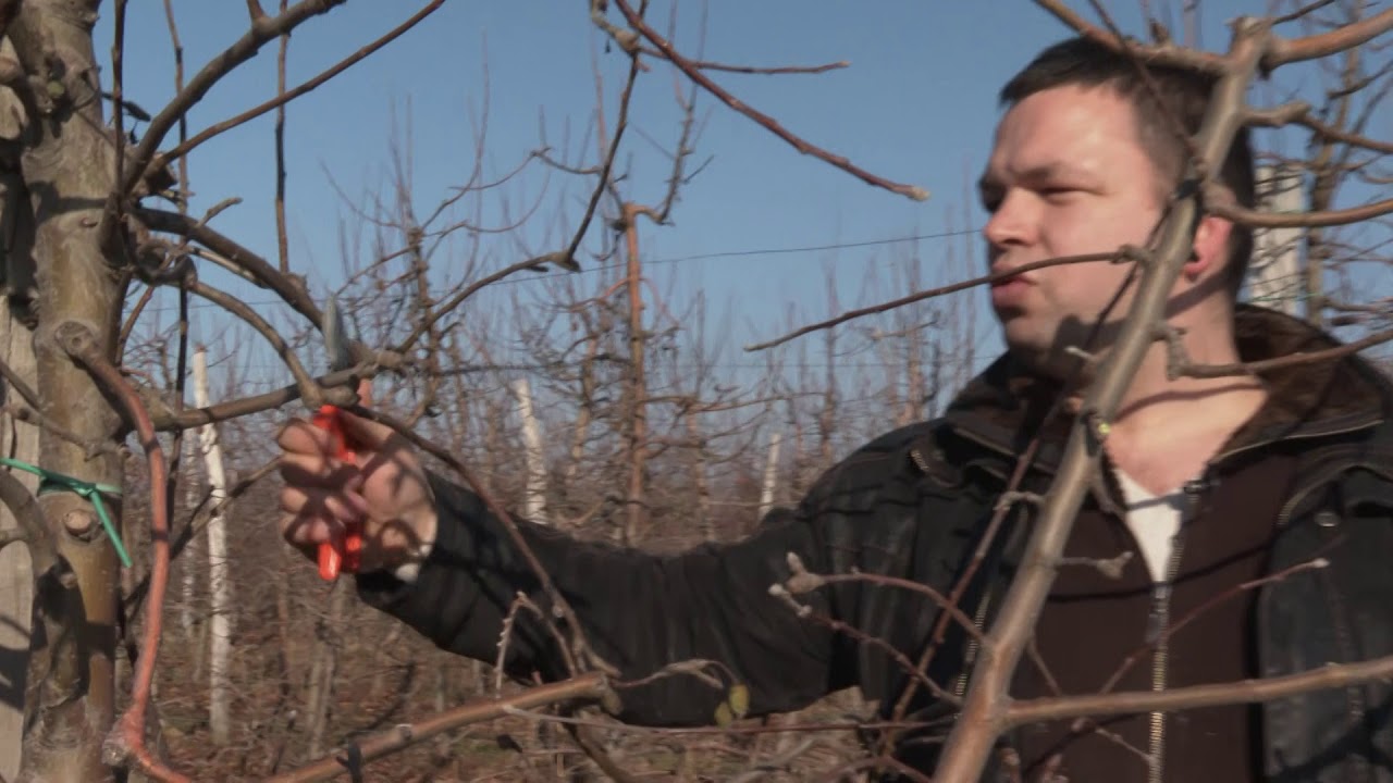 REZIDBA JABUKE Greni smit